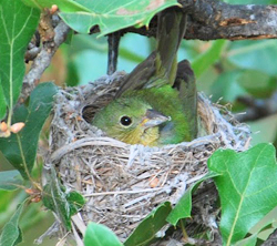 Female painted bunting in nest