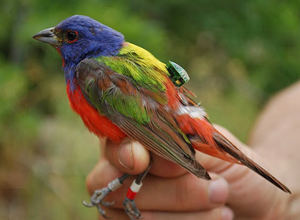 Painted Bunting with Geologger