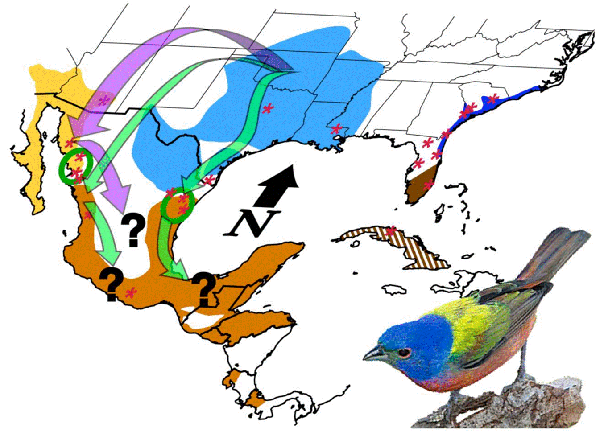 Map of Painted Bunting breeding distribution (shown in blue), wintering grounds (brown), and potential molt stopover area (yellow).Map of Painted Bunting breeding distribution (shown in blue), wintering grounds (brown), and potential molt stopover area (yellow).