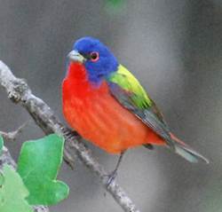 Adult male painted bunting