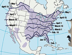 Purple Martin breeding distribution and approximate spring arrival dates from purplemartin.org. 