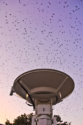 Purple Martins flying above a mobile radar.