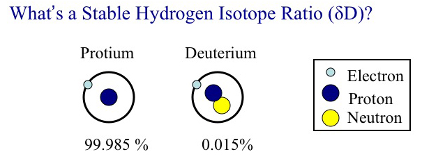 What’s a Stable Hydrogen Isotope Ratio (δD)? What’s a Stable Hydrogen Isotope Ratio (δD)? 